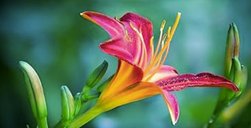 NPI’s Claims Keep TruLife Distribution Under a Much Darker Lens